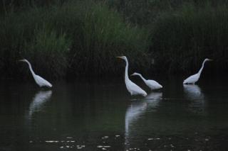 Egrets_birds